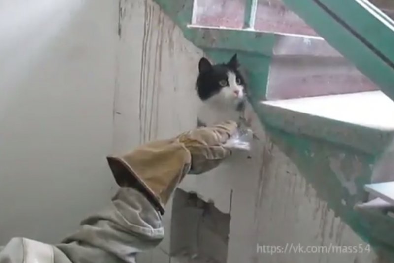 Спасатели вызволили замурованного под лестницей кота