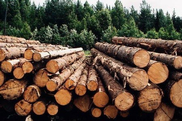 Трое новосибирцев заработали 82 миллиона на контрабанде леса