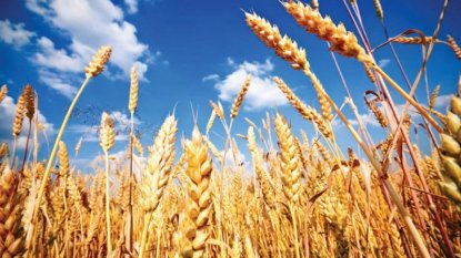 Федеральный Минсельхоз спешно организует экспорт зерна из СФО