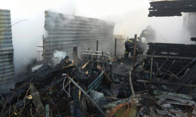 Енот погиб в пожаре на острове под Новосибирском