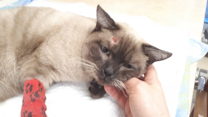 Новосибирцев просят помочь раненому коту из сугроба