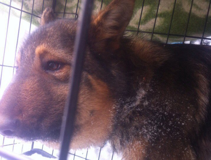 Волонтеры спасли собаку с вросшей в шею удавкой