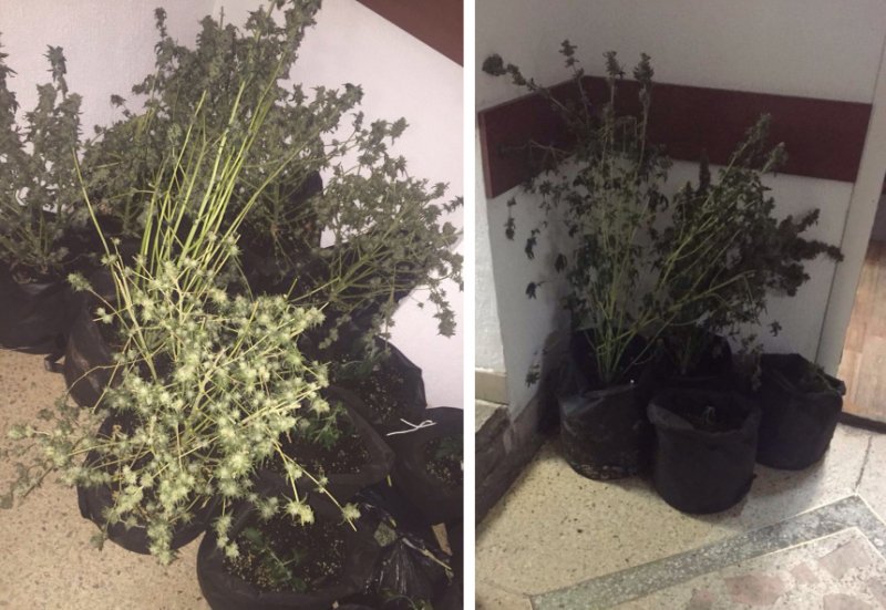 Новосибирец разбил плантацию конопли в съемной квартире