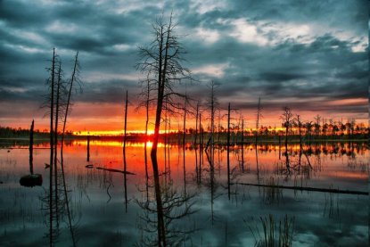 Васюганские болота в Новосибирской области стали заповедником