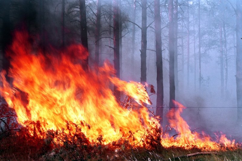 Власти потратят 150 миллионов на борьбу с лесными пожарами