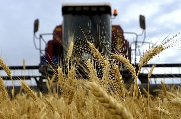 Более 50 тысяч тонн зерна вывезут из Новосибирской области