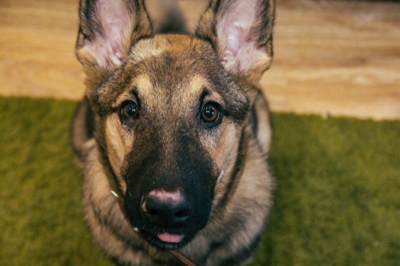 Воткнувшего нож собаке в глаз живодера ищут в Новосибирске