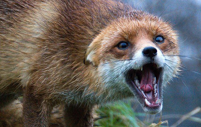 Бешеные лисы и хомяки заражают новосибирских животных