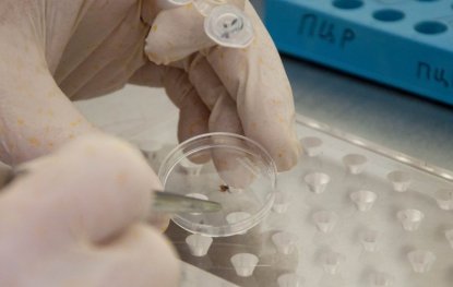 Новосибирские ученые открыли новый вид клещевого энцефалита