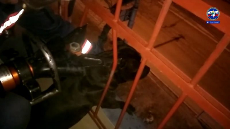 Новосибирские спасатели помогли застрявшему на балконе псу