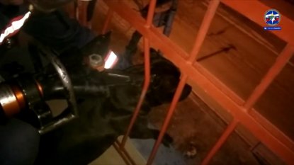 Новосибирские спасатели помогли застрявшему на балконе псу