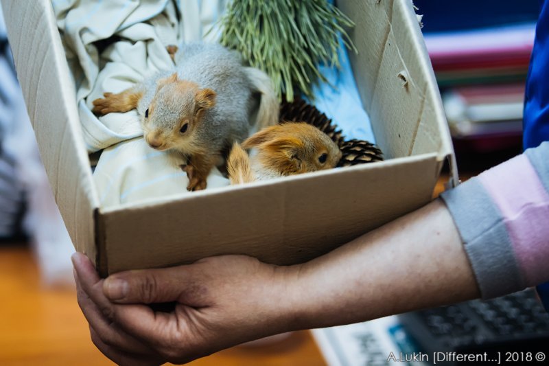 Маленьких бельчат выкармливают в новосибирском зоопарке