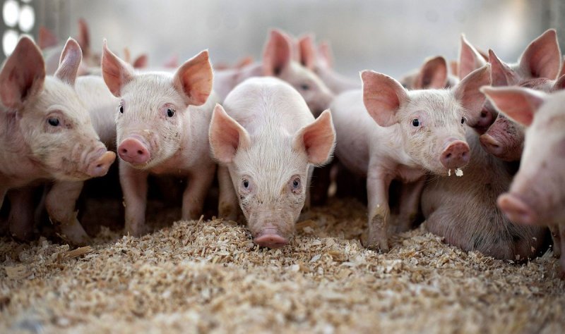 Как борьба с чумой свиней объявляет войну фермерам