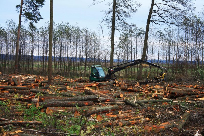 Военная прокуратура добилась уголовного дела о вырубке леса