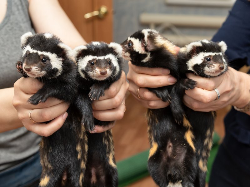Детенышей редких перевязок показали в Новосибирском зоопарке