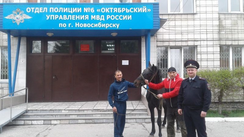 Полицейские вернули сбежавшего коня хозяину 