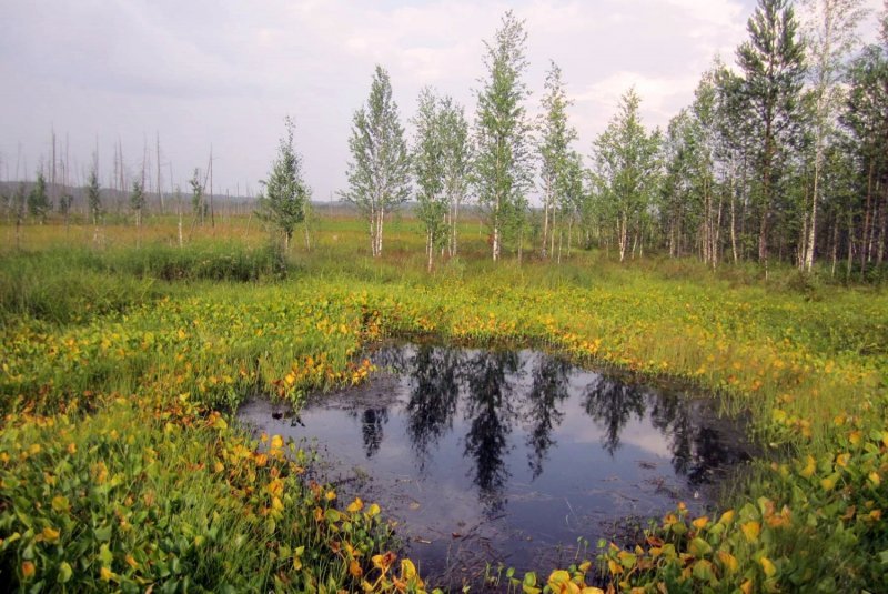 Угроза над Васюганскими болотами: спасут ли границы экосистему