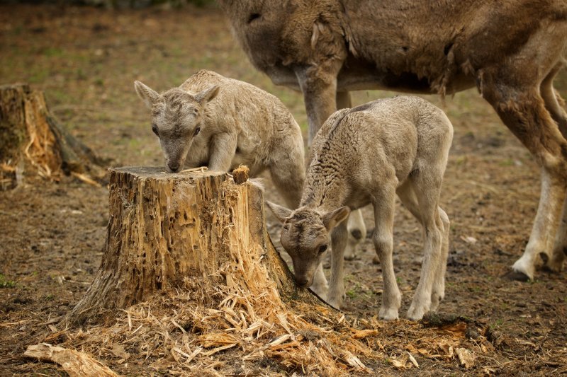 Лосята и оленята родились в Новосибирском зоопарке