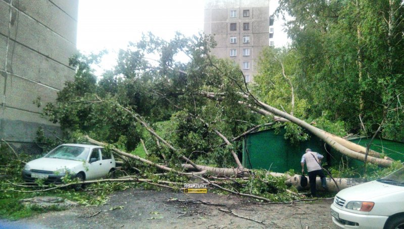 Ветер повалил деревья и оборвал провода в Новосибирске