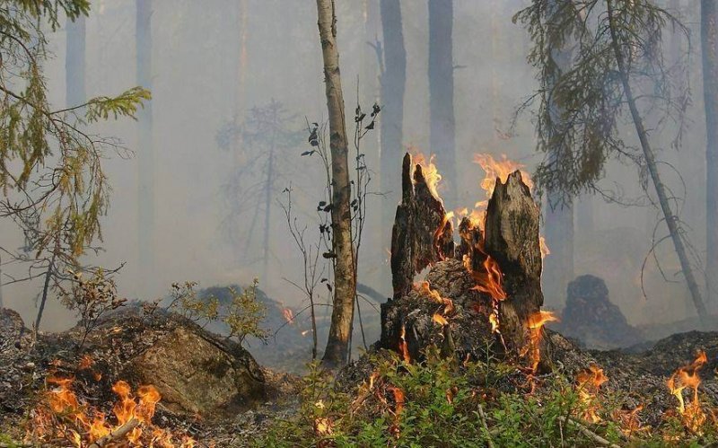 Новосибирская область выберет лучшего лесного пожарного