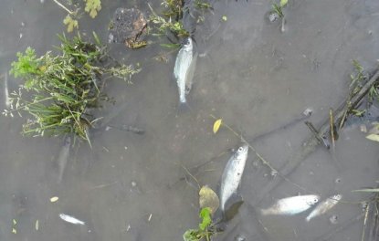 Рыба погибла в реке Тула в Новосибирске