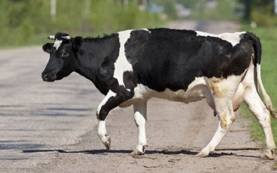 Пассажирка иномарки погибла в ДТП с коровой
