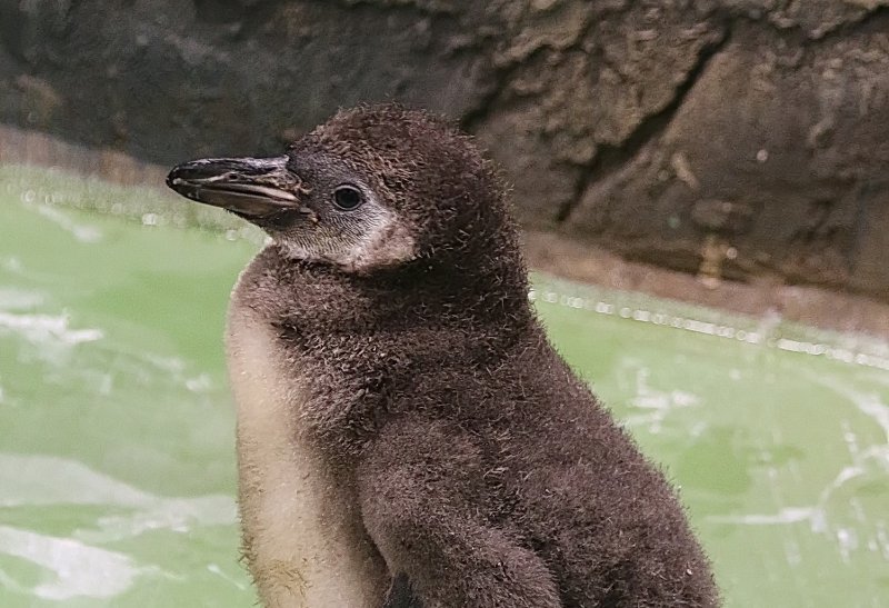 Детеныша пингвинов Гумбольдта выкармливают в зоопарке