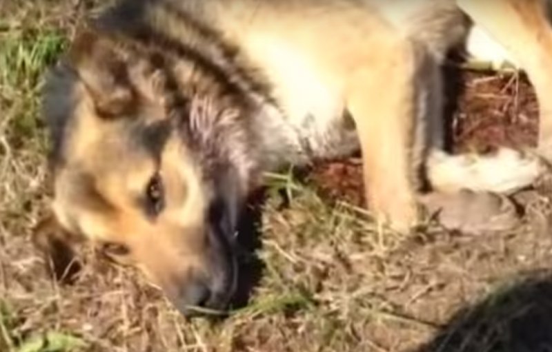 Раненого пса с пулей в шее спасают новосибирские волонтеры