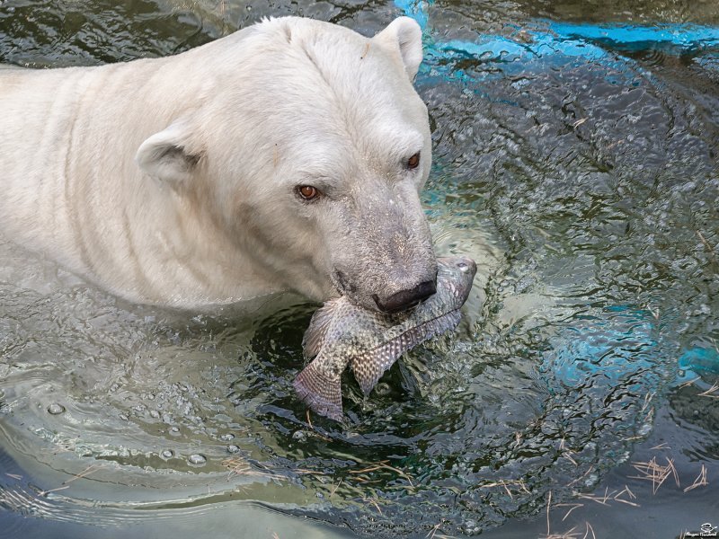Белые медведи будут сами добывать себе рыбу в зоопарке