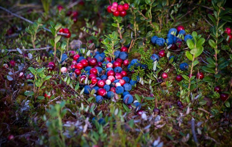 Сборщик ягод замерз на болотах Новосибирской области