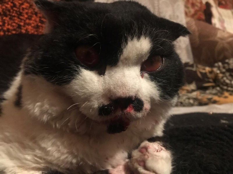 Житель «Снегирей» шесть раз ударил кота о стену дома