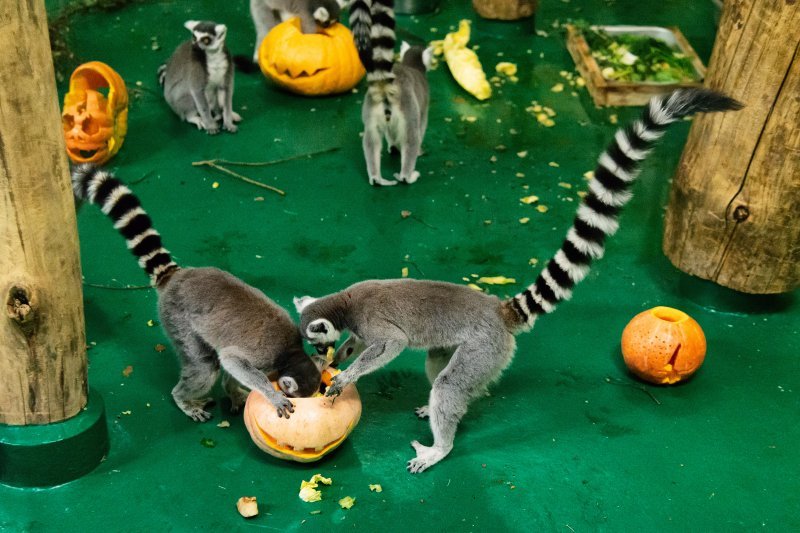 Новосибирцы собрали 16 тонн овощей и фруктов для зоопарка