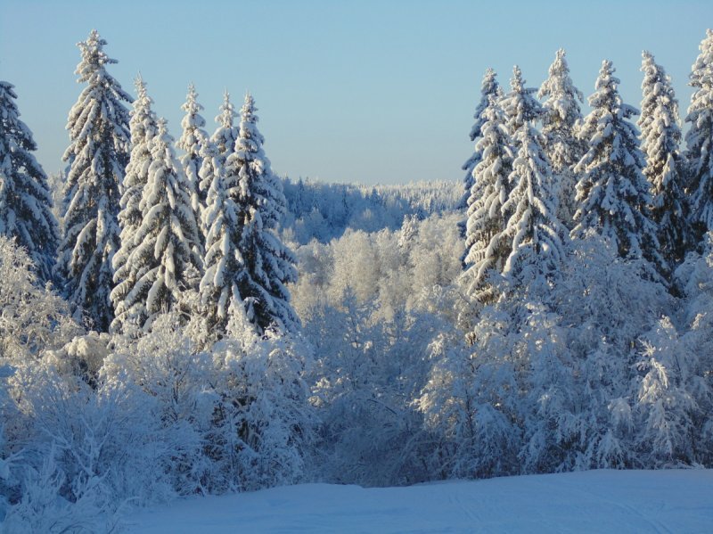 Новосибирск возьмет в кольцо лесопарк в 55 тысяч гектаров 