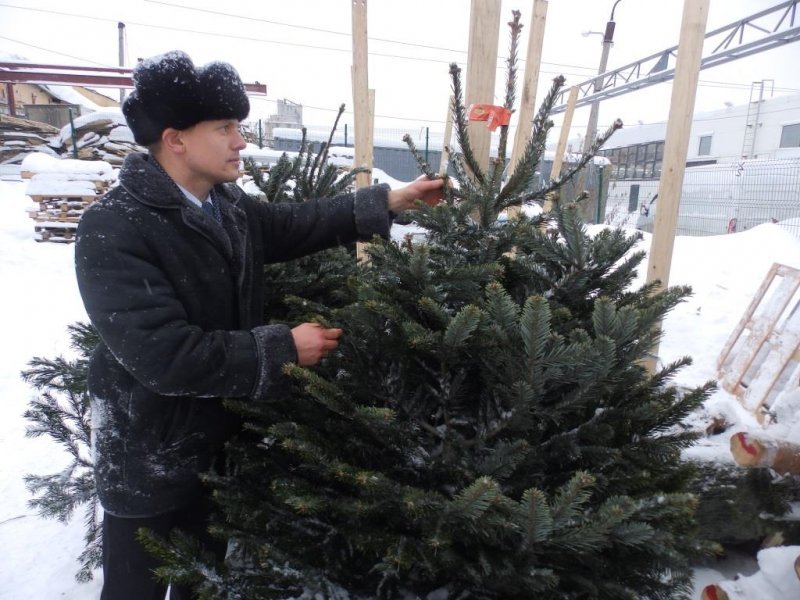 Первые новогодние елки привезли в Новосибирск из Дании