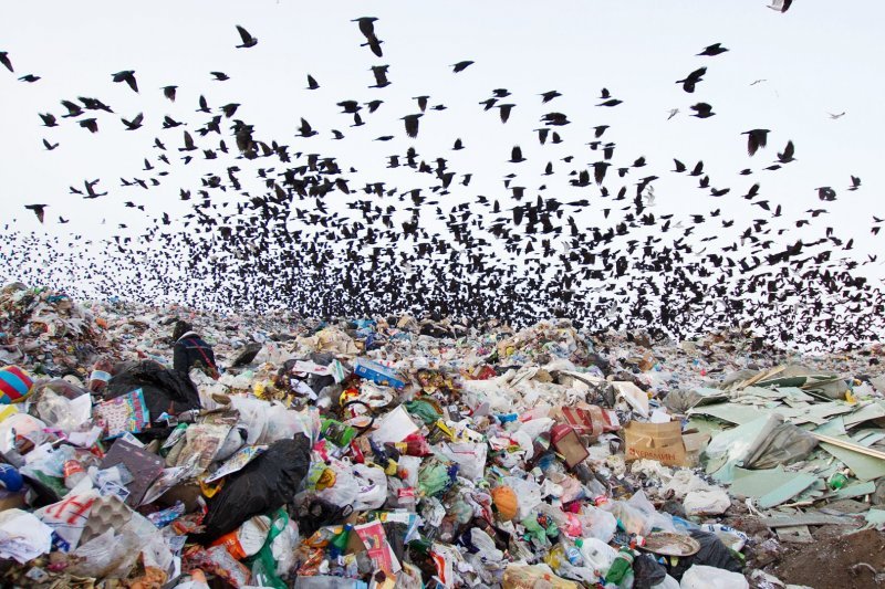 «Толмачево» оградят от опасных птиц: полгода на уборку свалки