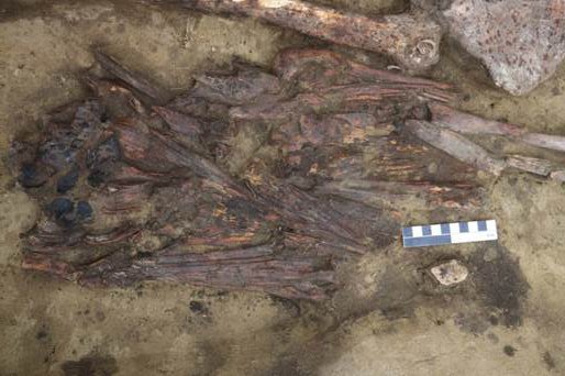Загадочный предмет из клювов птиц нашли в древней могиле