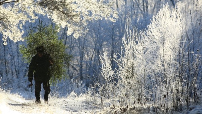 Новосибирец едва не замерз в погоне за бесплатной елкой