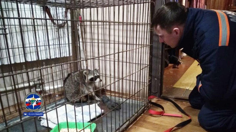Новосибирские спасатели нашли новый дом для енота