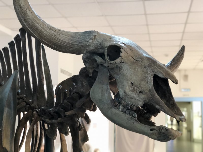 Новосибирцы выберут имя для скелета первобытного бизона