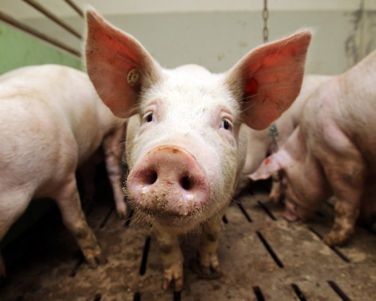 Минсельхоз направит новосибирскую свинину на экспорт