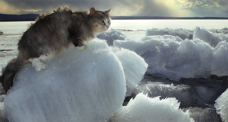 Волонтеры просят спасти кота-«полярника» из отлова
