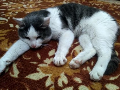 Кота-«полярника» забрали из новосибирского отлова в новый дом