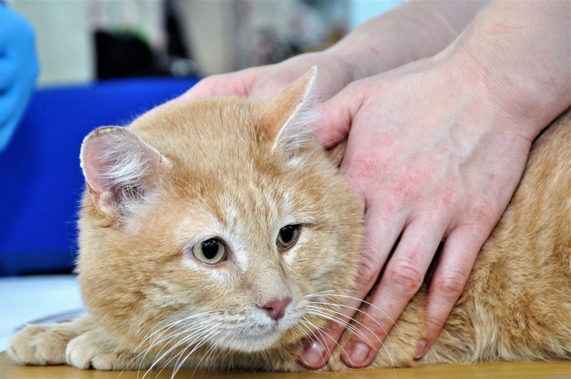 Новосибирцы разобрали бездомных кошек в «День хвоста» 
