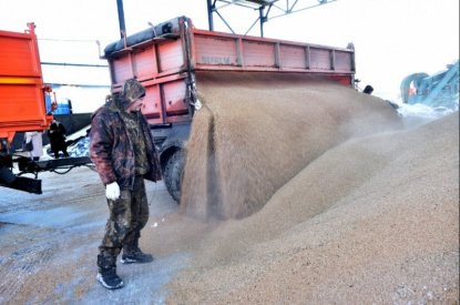 Новосибирское зерно отправят на экспорт по нацпроекту