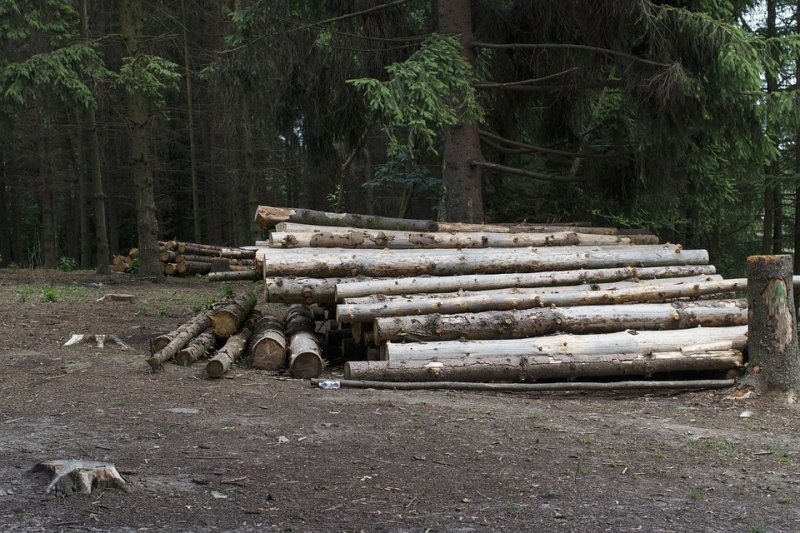 Беречь леса начнут в Новосибирской области 