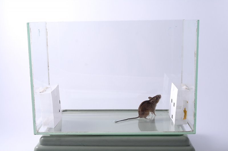 Сибирские ученые научили мышей считать 
