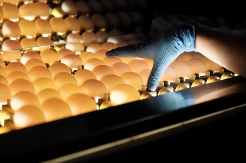 Новосибирские куры снесли за год миллиард яиц