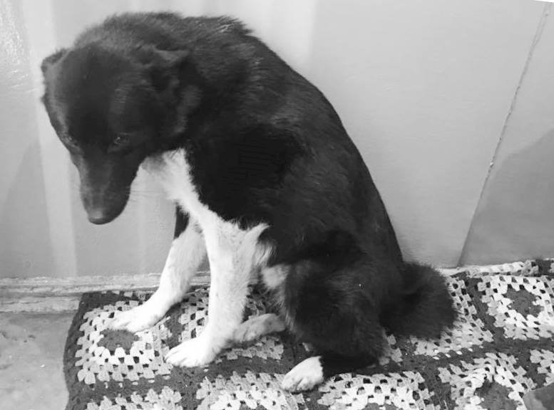 Новосибирец нашел в лифте мертвую собаку из приюта