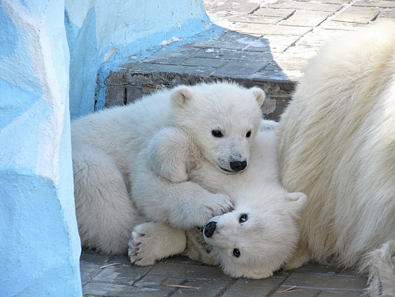 Белым медвежатам из новосибирского зоопарка дали имена