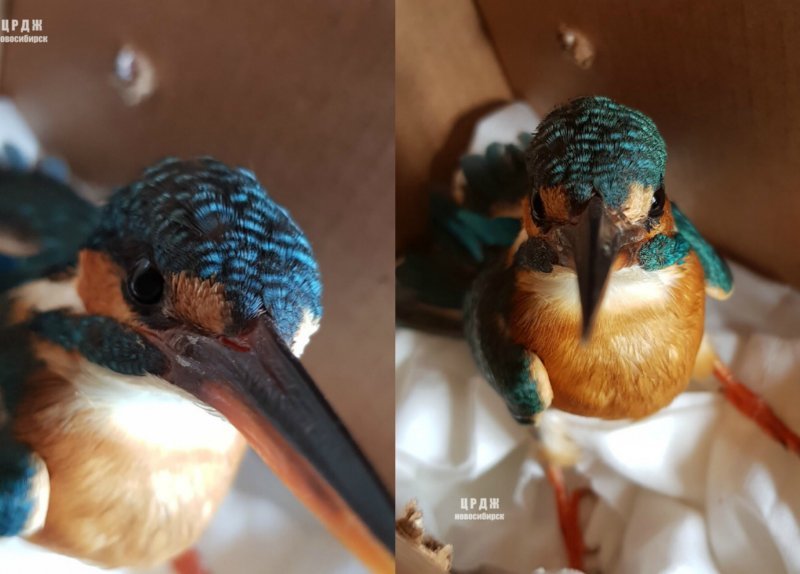 Редкую птицу привезли на реабилитацию в Новосибирск